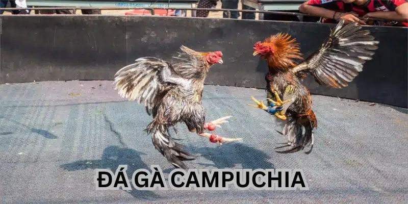 Theo dõi đá gà campuchia trực tuyến và đặt cược tại 88CLB