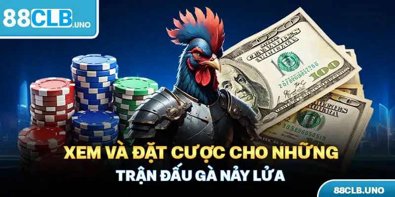 Xem và đặt cược cho những trận đấu gà nảy lửa 